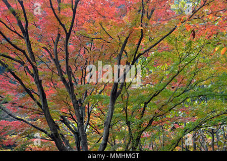 Fall colors  around Shosenkyo Gorge, Japan Stockfoto