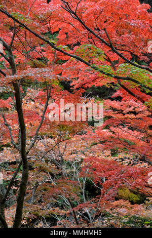 Herbst Farben um Shosenkyo Schlucht, Japan Stockfoto
