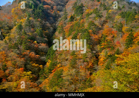 Herbstfarben in den Bergen rund um den See Chuzenji, Nikko, Japan Stockfoto