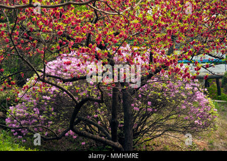 Blühende Bäume im Frühling, Seoul, Südkorea Stockfoto