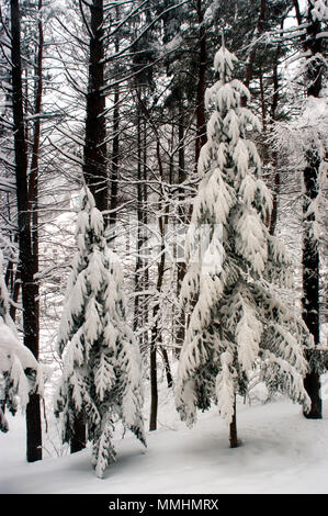 Pine Tree mit Schnee bedeckt, Yongpyong Alpine Center Ski Resort, Pyeongchang, Südkorea Stockfoto