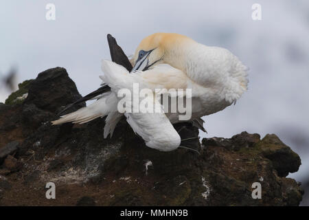 Northern Gannet (Morus bassanus), Erwachsene putzen Stockfoto