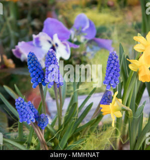 Traubenhyazinthen - Muscari armeniacum mit Gehörnten Veilchen - Viola sororia. Stockfoto