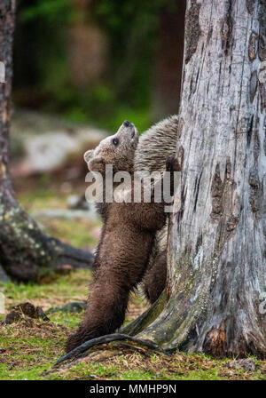 Bear Cub steht in der Nähe des Baumes auf seine Hinterbeine. Sommer. Finnland. Stockfoto