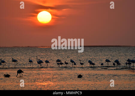 Eine Herde von mehr Flamingos, Phoenicopterus roseus, bei Sonnenuntergang in der Lagune von Walvis Bay, Namibia Stockfoto