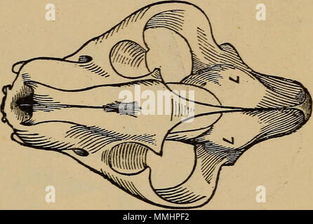 "Die praktischen phrenologist und Recorder und delineator der Charakter und die Talente der [Leerzeichen], [blank] markiert: ein Kompendium von phreno-organischen Wissenschaft" (1869) Stockfoto