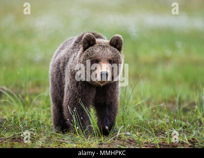 Bär ist direkt an den Fotografen. Close-up. Sommer. Finnland. Stockfoto