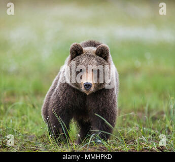 Bär ist direkt an den Fotografen. Close-up. Sommer. Finnland. Stockfoto