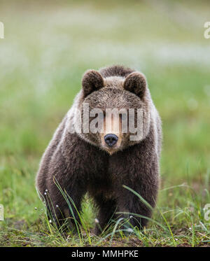 Bär ist direkt an den Fotografen. Close-up. Sommer. Finnland. Stockfoto