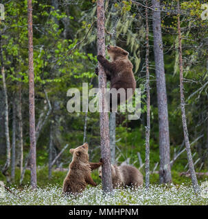 Junge Bären in einer Lichtung unter den weißen Blumen auf einem Hintergrund von einem wunderschönen Wald und ein Bärenjunges auf dem Baum. Sommer. Finnland. Stockfoto