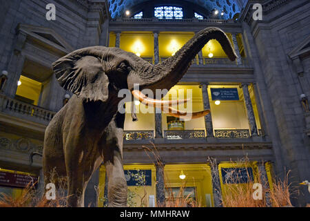 Taxidermy Beispiel eines Afrikanischen Elefanten auf Anzeige an der Smithsonian National Museum of Natural History, Washington DC, USA Stockfoto