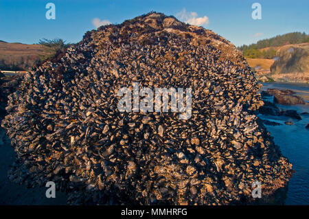 Kalifornien Muscheln Mytilus californianus, verkrustete auf einem Felsen an der Einsamen Ranch Beach, Oregon, USA Stockfoto