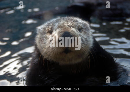 Southern Sea Otter, Enhydra lutris, in der Nähe des Monterey Bay Aquarium, Monterey, Kalifornien, USA Stockfoto