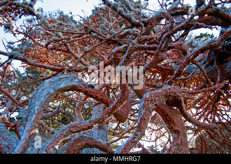 Rote flechten für Monterey Zypressen, Hesperocyparis macrocarpa, Point Lobos Naturpark, Carmel-by-the-Sea, Kalifornien, USA Stockfoto