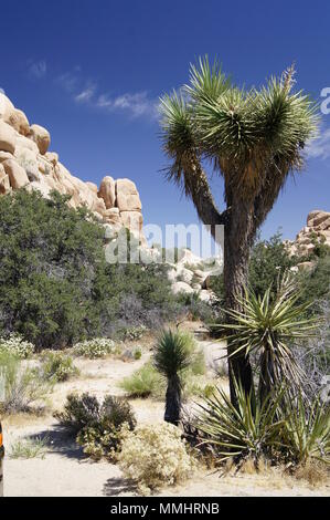 Landschaft von Nantional Park: Joshua Tree, kalifornische Wüste, USA Stockfoto