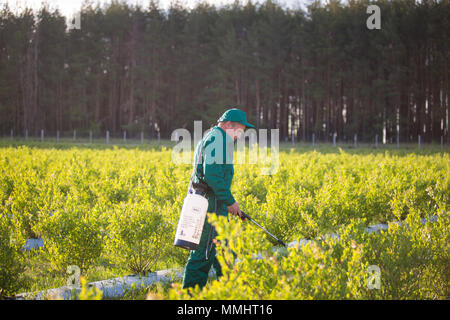 Ukraine, Kiew region Juni 2, 2017: Landwirtschaftliche Arbeitnehmer in grüne Uniform Pflanzenschutz blueberry Felder. Stockfoto