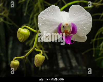 Bunte wilde Orchideen auf dem Zweig im tropischen Regenwald Dschungel Stockfoto