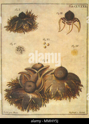 . Farbtafel aus Fungorum qui in Bayern et Palatinatu circa Ratisbonam nascentur icones Nativa coloribus expressa, Ratisbonate, Regensburg, Band 2 (1763), Abbildung von geastrum Rufescens. Jacob Christian Schaeffer Geastrum rufescens Stockfoto