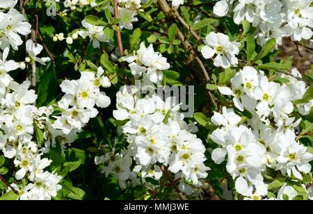 X Exochorda macrantha Die Braut Pearl Bush Stockfoto