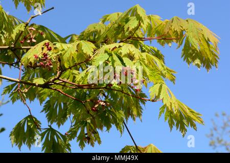 Acer japonicum Aconitifolium im Frühjahr mit Knospen und Blüten Stockfoto