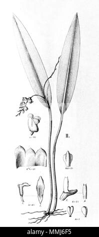 . Abbildung: Acianthera parahybunensis (syn. Physosiphon parahybunensis). Zwischen 1893 und 1896. Alfred Cogniaux (1841-1916) 25 Acianthera parahybunensis (als Physosiphon parahybunensis) - Ausschnitt aus Fl. Br. 3-4-118-Abb. II. Stockfoto