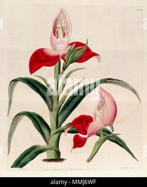 . Abbildung: Disa uniflora (syn. Disa grandiflora). 1825. Designer: M. Hart-Graveur: J. Watt als Disa Disa uniflora (Grandiflora)-Bot. Vo 11 Pl. 926 (1825) Stockfoto