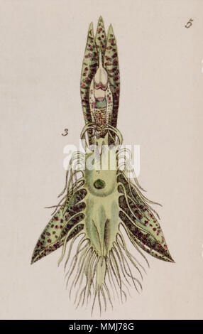 . Catasetum barbatum. 1841. Miss Drake (1803-1857) del. , G. Barclay sc. Catasetum barbatum-Abb. 3, von Edwards vol 27 Schnitt (NS4) pl 5 (1841) Stockfoto