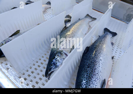 Zuchtlachs in einem dedizierten Lachs Fabrik in der Shetlandinseln verarbeitet werden Stockfoto