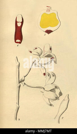 . Abbildung: Dendrobium gratiosissimum. 1878. Heinrich Gustav Reichenbach (1824 - 1889) Alternative Namen Rchb.f. Beschreibung German-Saxon pteridologist, Botaniker, Ornithologen und Hochschullehrer Geburtsdatum / Tod am 3. Januar 1824 6. Mai 1889 Ort der Geburt / Todes Dresden Hamburg Arbeitsort Leipzig Authority control: Q 62820 VIAF:?:? ISNI 77066171 0000 0000 8396 1069 LCCN:?n 79125882 35749194 Botaniker NLA:?:? Rchb.f. WorldCat Dendrobium gratiosissimum - Ausschnitt von Xenia 2-193 (Abb. 2) (1874) Stockfoto