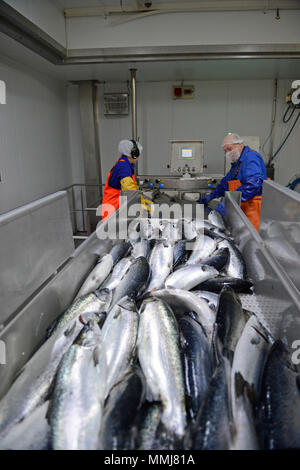 Zuchtlachs in einem dedizierten Lachs Fabrik in der Shetlandinseln verarbeitet werden Stockfoto