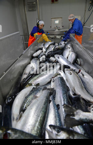 Zuchtlachs in einem dedizierten Lachs Fabrik in der Shetlandinseln verarbeitet werden Stockfoto