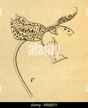 . Abbildung: Gongora seideliana. 1858. Heinrich Gustav Reichenbach (1824 - 1889) Alternative Namen Rchb.f. Beschreibung German-Saxon pteridologist, Botaniker, Ornithologen und Hochschullehrer Geburtsdatum / Tod am 3. Januar 1824 6. Mai 1889 Ort der Geburt / Todes Dresden Hamburg Arbeitsort Leipzig Authority control: Q 62820 VIAF:?:? ISNI 77066171 0000 0000 8396 1069 LCCN:?n 79125882 35749194 Botaniker NLA:?:? Rchb.f. WorldCat Gongora seideliana - Schneiden von Xenia 1-20, Abb. V (1858) Stockfoto