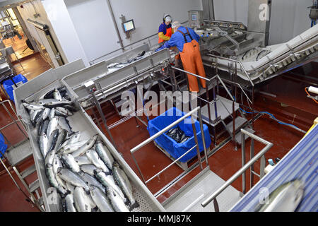 Zuchtlachs in einem dedizierten Lachs Fabrik in der Shetlandinseln verarbeitet werden Stockfoto