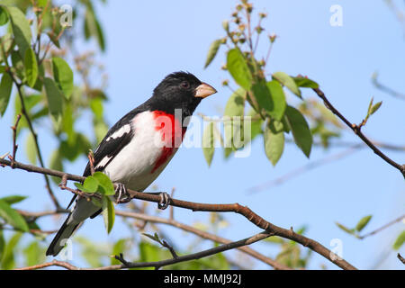 Männliche rose-breasted Grosbeak in Serviceberry gehockt Stockfoto