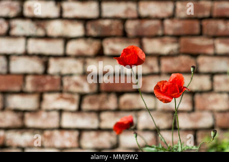 Roter Mohn Blumen und unscharfen alten Ziegeln im Hintergrund. Selektiver Fokus, Nahaufnahme Stockfoto