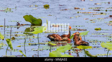 Schwarz-bellied Whistling-Duck auf der Shoveler Teich an Anahuac National Wildlife Refuge im Südosten von Texas. Stockfoto