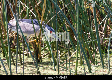 Schwarz - gekrönte Night-Heron versteckt im Schilf auf der Shoveler Teich an Anahuac National Wildlife Refuge im Südosten von Texas. Stockfoto