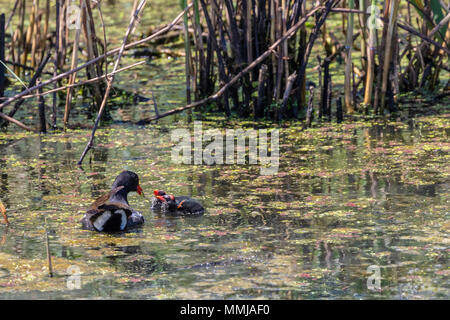 Common Gallinule mit Küken auf der Shoveler Teich an Anahuac National Wildlife Refuge im Südosten von Texas. Stockfoto