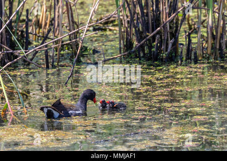 Common Gallinule mit Küken auf der Shoveler Teich an Anahuac National Wildlife Refuge im Südosten von Texas. Stockfoto