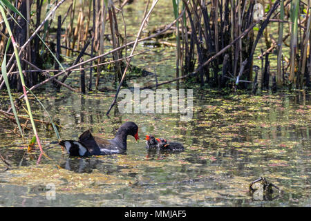 Common Gallinule mit Küken auf der Shoveler Teich an Anahuac National Wildlife Refuge im Südosten von Texas. Stockfoto