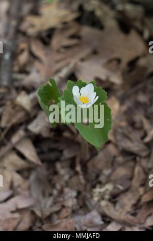 Bloodroot Blume, bei Eloise Butler Wildflower Garden in Minneapolis, Minnesota, USA. Stockfoto