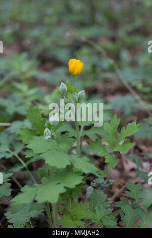 Stylophorum diphyllum an Eloise Butler Wildflower Garden in Minneapolis, Minnesota, USA. Stockfoto