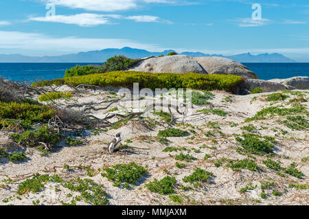 Jackass-Pinguin oder afrikanischer Pinguin (Spheniscus Demersus) brüten auf der Sanddüne Boulder Beach in der Nähe der Stadt Kapstadt, Südafrika. Stockfoto