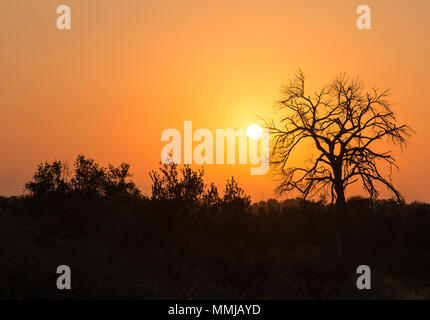 Sonnenuntergang hinter der Silhouette eines Baumes in der afrikanischen Savanne während einer Safari, karongwe Game Reserve, Südafrika. Stockfoto