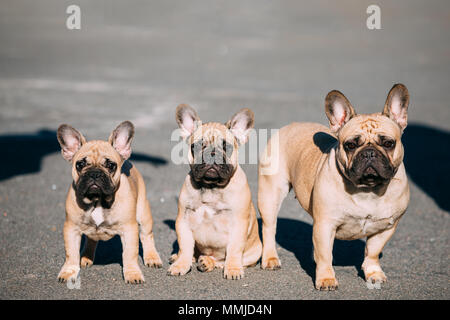 Drei lustige schöne französische Bulldoggen Hunde Welpen im Park im Freien. Beliebten Hunderasse Stockfoto