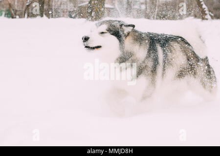 Alaskan Malamute im Schnee, Winter-Saison im Freien spielen. Verspielte Haustiere im Freien. Stockfoto