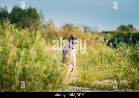 Läuft nach russischen Wolfhound Russkaya Psovaya Borzaya Jagd Windhund Hund draußen in den sonnigen Sommertag Stockfoto