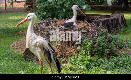 Paar Weißstörche [Ciconia ciconia] im Nest mit ein Storch auf den Eiern sitzen. Stockfoto