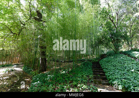 Abschnitt des reichen und vielfältigen Bambus Wald im Orto Botanico di Roma oder Roms botanischen Garten. An den unteren Hängen des Gianicolo oder Jan entfernt Stockfoto