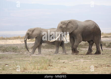 Ein paar Elefanten durch Amboseli National Park schlendern Stockfoto